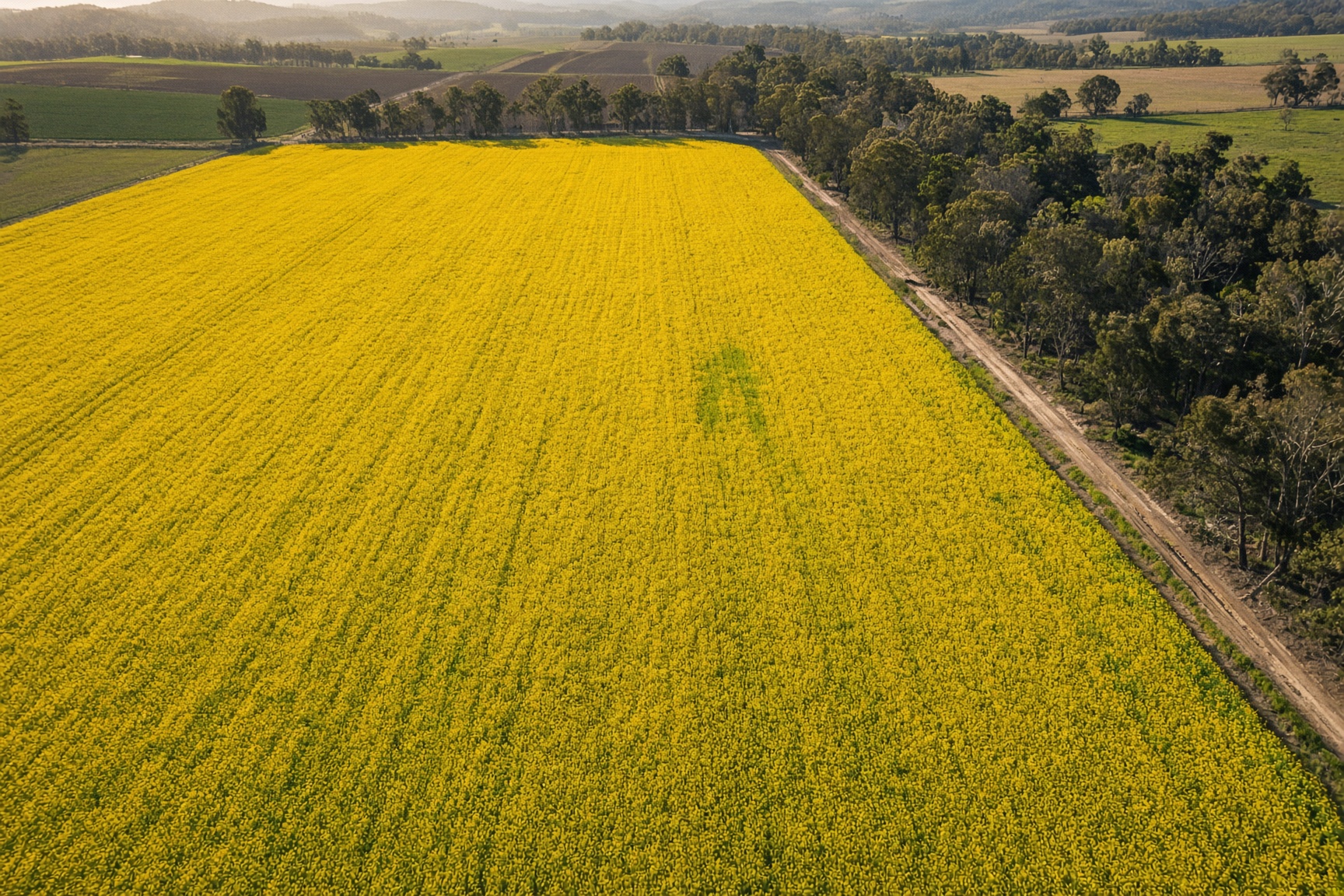 Close aerial of a yellow canola crop canopy on a Victorian farm during peak bloom