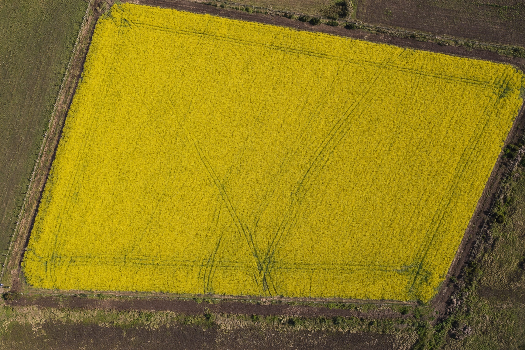Aerial Bloom: overhead drone photograph of a blooming canola paddock on a Central Victoria farm