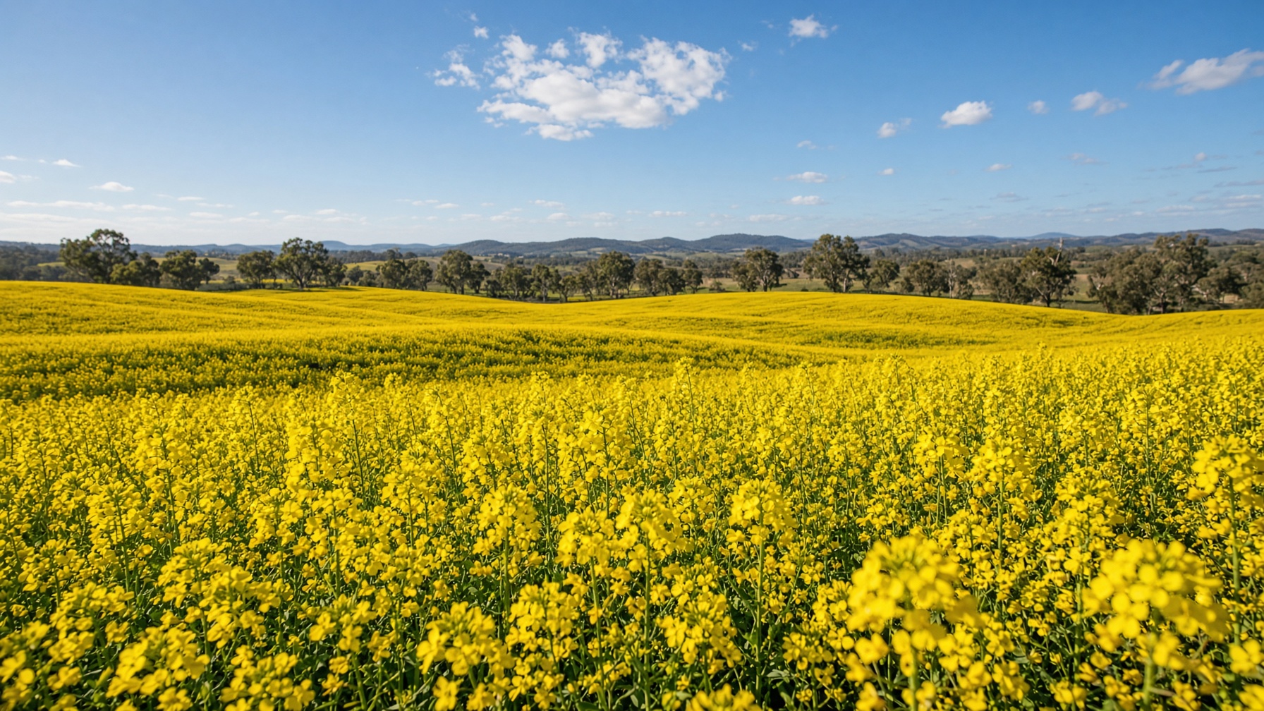 Aerial Harvest: cinematic low aerial film still of canola flowers in bloom, Central Victoria farming landscape